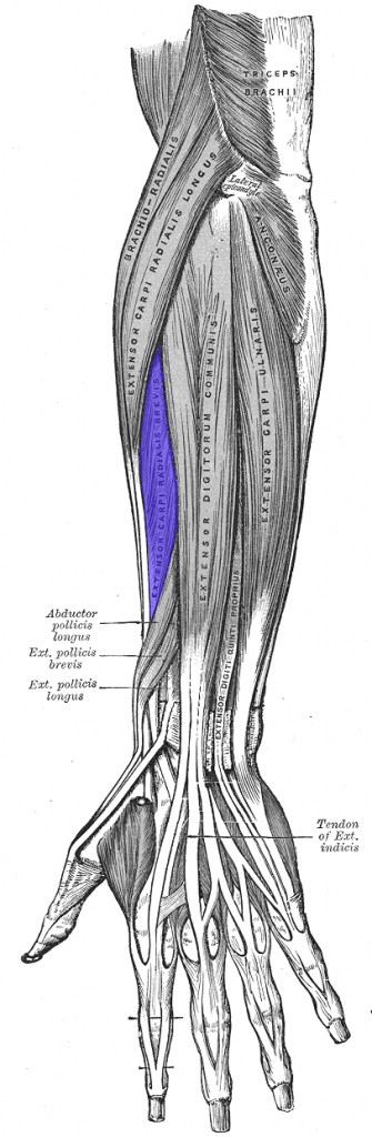 Tennis Elbow, Lateral Epicondylitis, อาการเจ็บข้อศอกของนักเทนนิส, ข้อศอกอักเสบ, Extensor Carpi Radialis Brevis